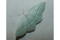 Campaea margaritaria
