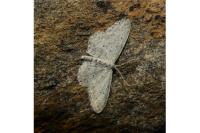 Idaea seriata
