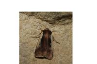 Ochropleura plecta