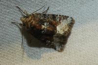 Oligia