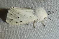 Spilosoma lubricipeda