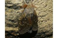 Stauropus fagi
