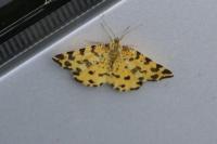 Pseudopanthera macularia