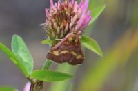 Pyrausta purpuralis