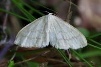 Scopula floslactata