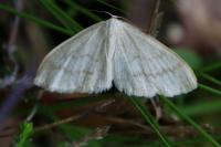Scopula floslactata