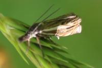 Crambus lathoniellus