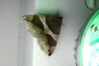 Dysgonia algira