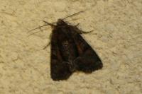 Oligia