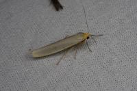 Eilema caniola