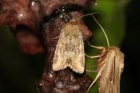Oligia fasciuncula