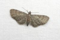 Eupithecia haworthiata