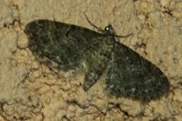 Eupithecia subfuscata