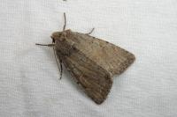 Parastichtis suspecta
