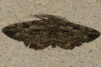 Peribatodes rhomboidaria rhomboidaria