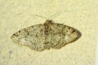 Parectropis similaria