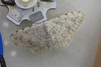 Scopula submutata roseonitens