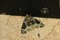 Ecliptopera silaceata
