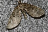 Eupithecia tantillaria