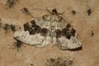 Xanthorhoe montanata