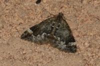 Dysstroma truncata