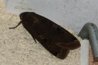 Noctua pronuba