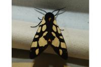Arctia villica