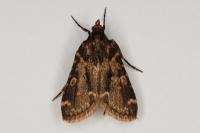 Aglossa caprealis