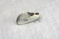 Cilix glaucata