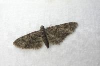 Eupithecia massiliata