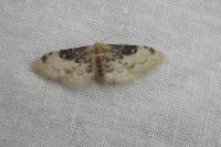 Idaea filicata