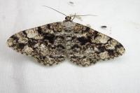 Peribatodes umbraria umbraria