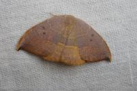 Watsonalla uncinula