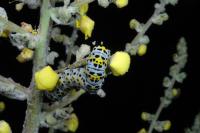 Cucullia verbasci