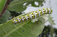 Cucullia verbasci
