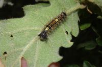 Lymantria dispar