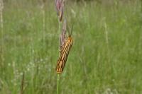 Spiris striata