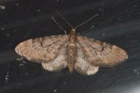 Eupithecia indigata