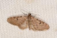 Eupithecia indigata