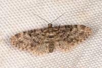 Eupithecia tantillaria