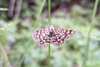 Chiasmia clathrata