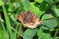 Euclidia glyphica