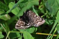 Euclidia mi
