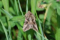 Autographa gamma