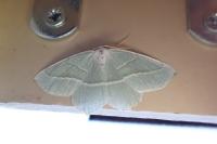 Campaea margaritaria