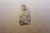 Diarsia mendica