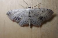 Idaea dimidiata