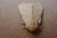 Malacosoma neustria
