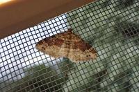 Xanthorhoe spadicearia/ferrugata