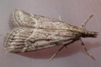 Eudonia pallida